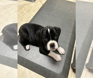 Boxer Puppy for sale in CLAREMORE, OK, USA