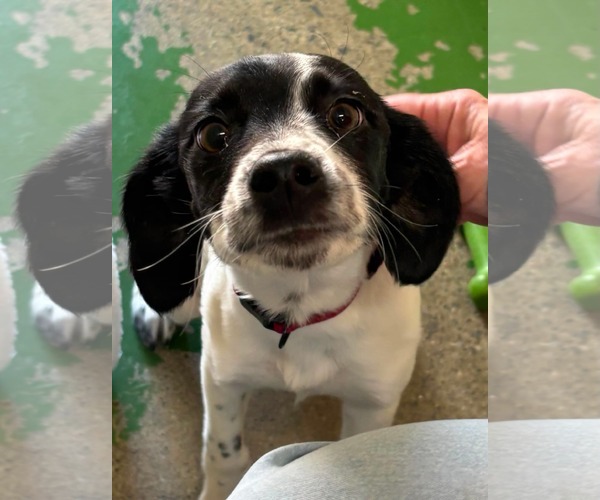 Medium Photo #1 Mutt Puppy For Sale in Rustburg, VA, USA