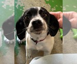 Small Mutt