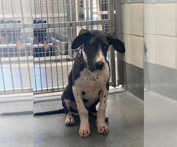 Medium Photo #16 Basset Hound-Great Dane Mix Puppy For Sale in Bullard, TX, USA