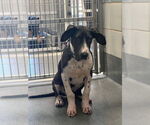 Small #15 Basset Hound-Great Dane Mix