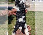 Small #5 Bernedoodle-Cavapoo (Miniature) Mix