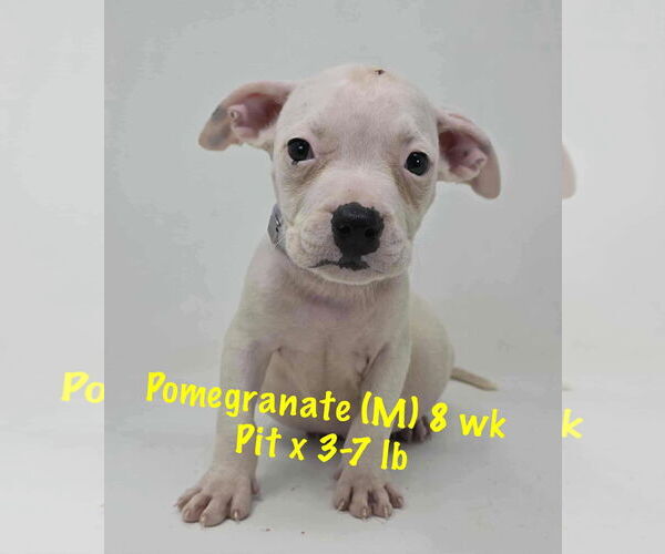 Medium Photo #6 Staffordshire Bull Terrier-Unknown Mix Puppy For Sale in pomfret, CT, USA