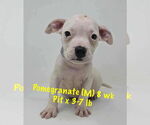 Small #5 Staffordshire Bull Terrier Mix