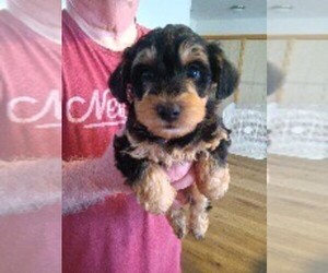 Schnoodle (Miniature) Puppy for sale in CLERMONT, FL, USA
