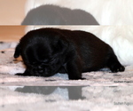 Small Photo #83 Pug Puppy For Sale in WINNSBORO, TX, USA