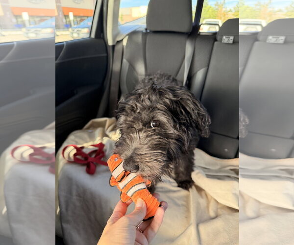 Medium Photo #2 Miniature Schnauzer-Poodle (Miniature) Mix Puppy For Sale in Aurora, CO, USA