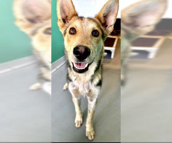 Medium Photo #1 German Shepherd Dog-Unknown Mix Puppy For Sale in Visalia, CA, USA