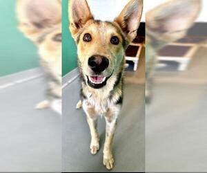 German Shepherd Dog-Unknown Mix Dogs for adoption in Visalia, CA, USA