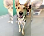 Small German Shepherd Dog Mix