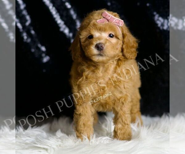 Medium Photo #5 Poodle (Toy) Puppy For Sale in WARSAW, IN, USA