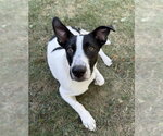 Small Photo #3 Dachshund-Unknown Mix Puppy For Sale in St. Louis Park, MN, USA