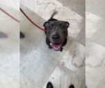 Small American Staffordshire Terrier Mix