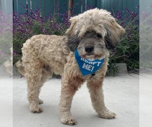 Lhasa Apso Dogs for adoption in Pacific Grove, CA, USA