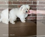 Small #2 Shih-Poo