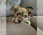 Small #4 Border Terrier Mix