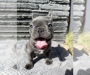 French Bulldog Puppy for sale in SACRAMENTO, CA, USA