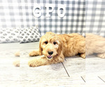Small Photo #4 Goldendoodle-Poodle (Miniature) Mix Puppy For Sale in MARIETTA, GA, USA