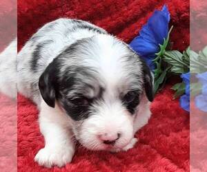 Pembroke Welsh Corgi-Poodle (Miniature) Mix Puppy for sale in LANCASTER, PA, USA