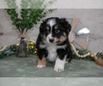Puppy Sampson Australian Shepherd