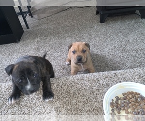 American Bulldog-American Bully Mix Puppy for sale in SWANSEA, IL, USA