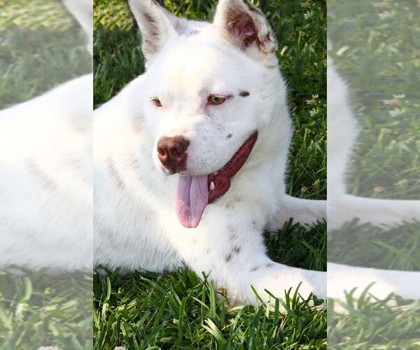 Medium Photo #3 Mutt Puppy For Sale in Evansville, IN, USA