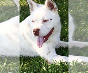 Banzai - Male Mutt Dog for Adoption - Photo #3