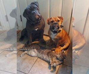 Olde English Bulldogge Litter for sale in WINGATE, NC, USA