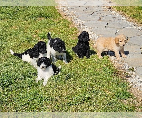 Medium Photo #1 Goldendoodle Puppy For Sale in TARBORO, NC, USA