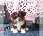 Small #4 Miniature Australian Shepherd-Poodle (Toy) Mix