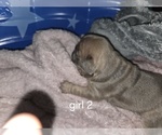 Small #5 French Bulldog
