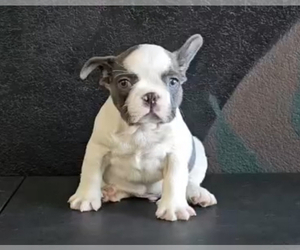 French Bulldog Puppy for sale in PORTLAND, OR, USA