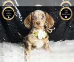 Small Photo #7 Dachshund Puppy For Sale in WARSAW, IN, USA
