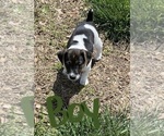 Small Photo #3 Jack Russell Terrier Puppy For Sale in FREEMAN, MO, USA