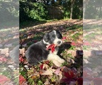 Small Photo #1 Australian Shepherd-F2 Aussiedoodle Mix Puppy For Sale in RALEIGH, NC, USA