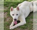 Small #1 American Eskimo Dog Mix