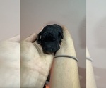 Small #3 Poodle (Standard)