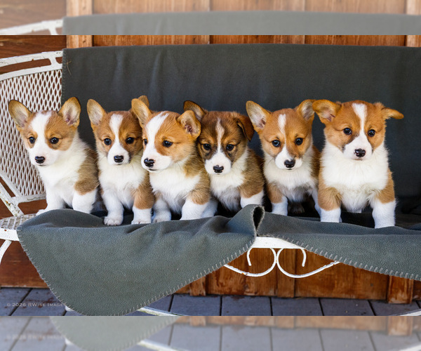 Medium Photo #1 Pembroke Welsh Corgi Puppy For Sale in WAKARUSA, IN, USA