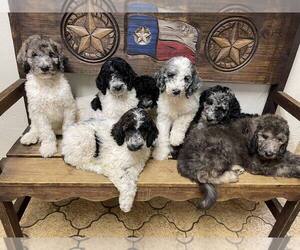 Poodle (Standard) Puppy for sale in BRYAN, TX, USA