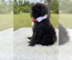 Small Photo #16 Goldendoodle Puppy For Sale in FROSTPROOF, FL, USA