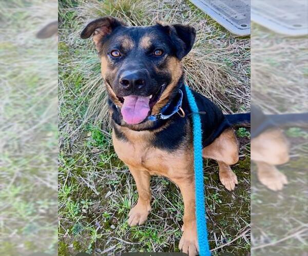 Medium Photo #2 German Shepherd Dog Puppy For Sale in Sacramento, CA, USA