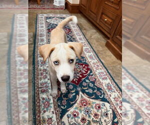 Labrador Retriever Mix Dog for Adoption in Lakewood, Colorado USA