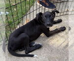 Small #3 Feist Terrier-Labrador Retriever Mix