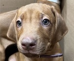 Puppy 4 Rhodesian Ridgeback