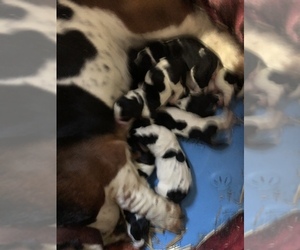 Mother of the Basset Hound puppies born on 04/15/2019