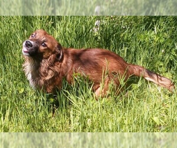 Medium Photo #2 Border Collie-Unknown Mix Puppy For Sale in Harrison, AR, USA