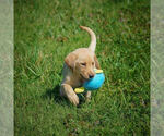 Small Photo #20 Labrador Retriever Puppy For Sale in FRESNO, OH, USA