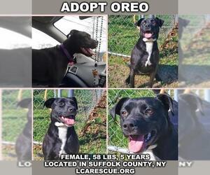 OREO - Female Labrador Retriever-Unknown Mix Dog for Adoption - Photo #10