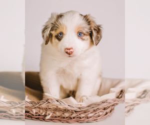 Miniature Australian Shepherd Puppy for sale in HICKORY, NC, USA