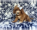Small #1 Cavapoo